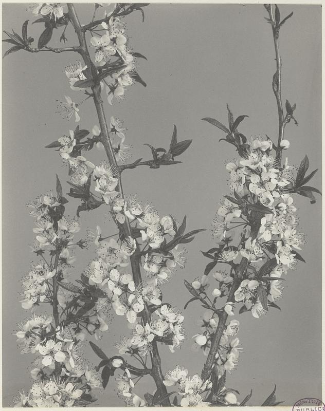 69. Prunus americana, wild red or yellow plum