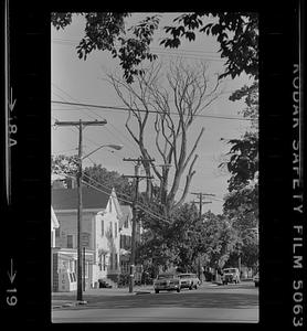 Foliage scenes