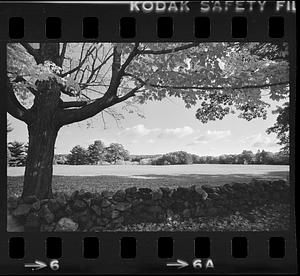 Foliage Maudslay