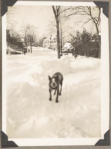 A Boston terrier stands in the snow