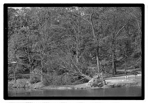Uprooted tree by body of water