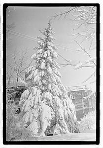 Snow covered tree