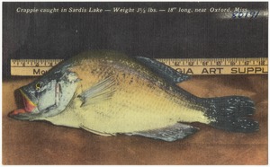 Crappie caught in Sardis Lake -- Weight 3 1/2 lbs. -- 18" long, near Oxford, Miss.