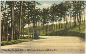 Virgin Pine Forest on Highway 19 between Eminence and Salem, Mo.