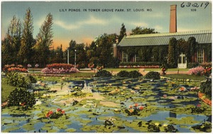 Lily ponds. In Tower Grove Park. St. Louis, Mo.