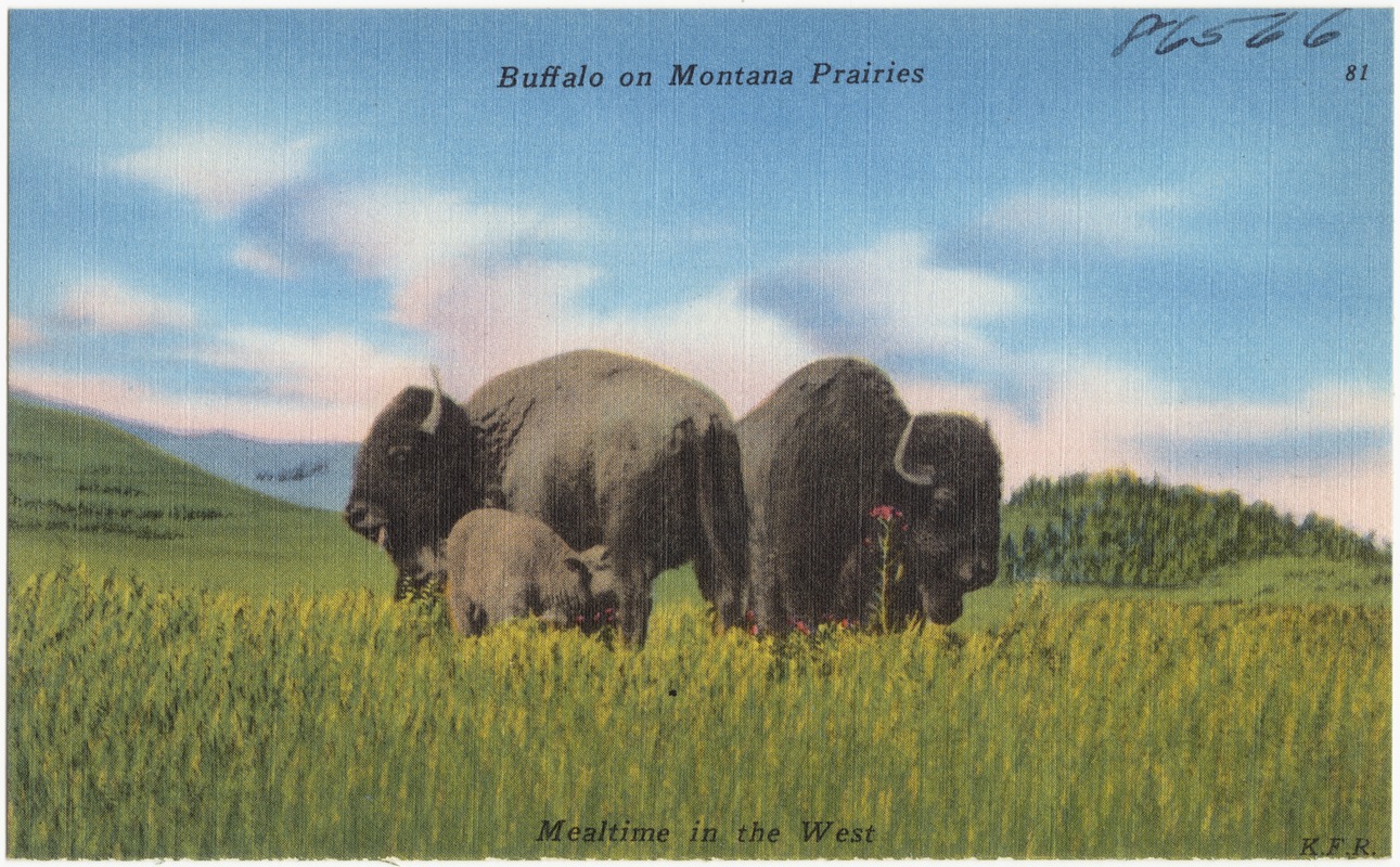 Buffalo on Montana Prairies
