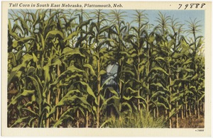 Tall corn in South East Nebraska, Plattsmouth, Neb.