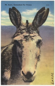 Mr. Burro, earmarked for victory
