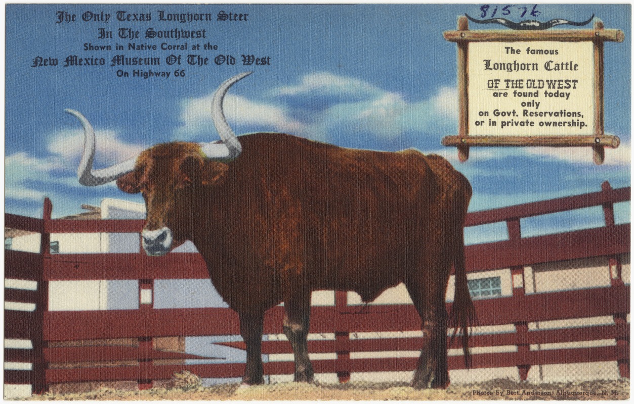 The only Texas Longhorn Steer in the Southwest, shown in native corral at the New Mexico Museum of the Old West, on Highway 66