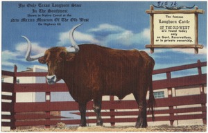 The only Texas Longhorn Steer in the Southwest, shown in native corral at the New Mexico Museum of the Old West, on Highway 66