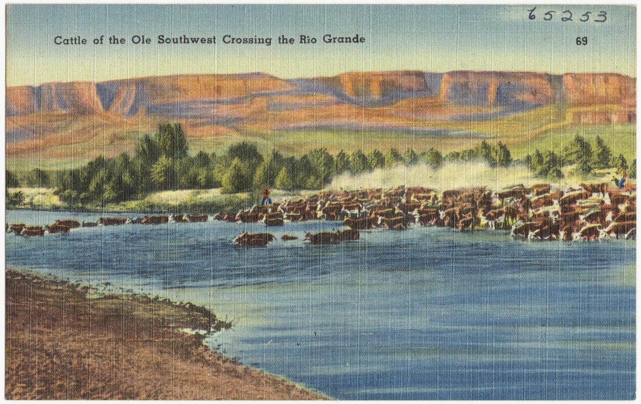Cattle of the Ole Southwest crossing the Rio Grande