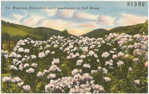 T14. Mountain Rhododendron (Catawbiense) in full bloom