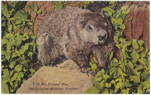 T-26. Mr. Ground Hog, the original weather prophet