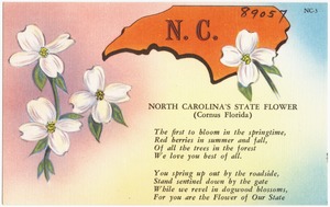 North Carolina's state flower (Cornus Florida)