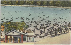 R. L. Ingold's Wild Goose Pond, 1 mile south of Ansonville, N. C., on Highway 52