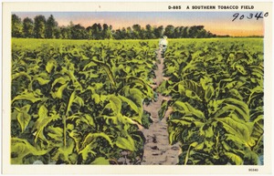 D-885. A Southern tobacco field