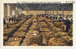 D-527. Interior of a Southern loose-leaf tobacco warehouse