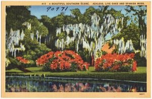 415. A beautiful Southern scene. Azaleas, Live Oaks and Spanish Moss.