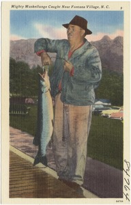 Mighty Muskellunge caught near Fontana Village, N. C.