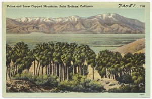 Palm and Snow Capped Mountains, Palm Springs, California