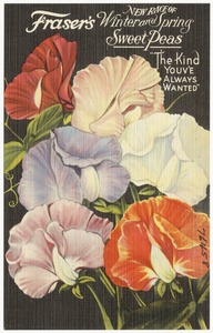 Frasier's New Race of Winter and Spring Sweet Peas
