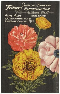 Frasier's Camellia - Flowered Ranunculus Bulbs
