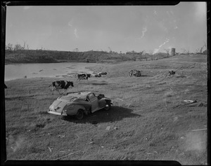 Smashed car in field, with cows