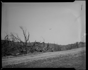 Downed trees in field