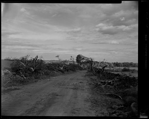 Dirt road lined with downed trees from tornado