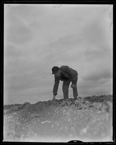 Edward Dahlgren working in a field, possibly inspecting potatoes