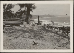 Bathsheba, Barbados, B. W. I., the beach seen from the Beachmount Hotel, also my blackbird