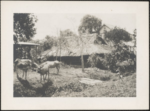 Livestock, Georgetown, British Guiana
