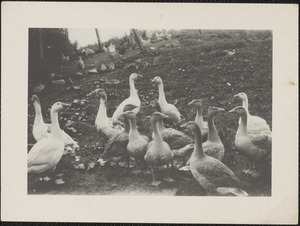 Geese in Co. Clare