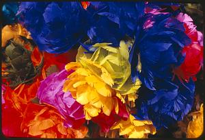 Colorful feathers