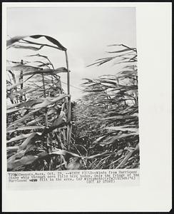 Swansea, Mass. – Windy Field – winds from Hurricane Ginny whip through corn field here today. Only the fringe of the Hurricane was felt in the area.