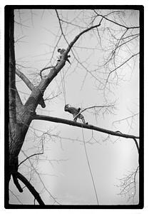 Tree maintenance, Boston Common