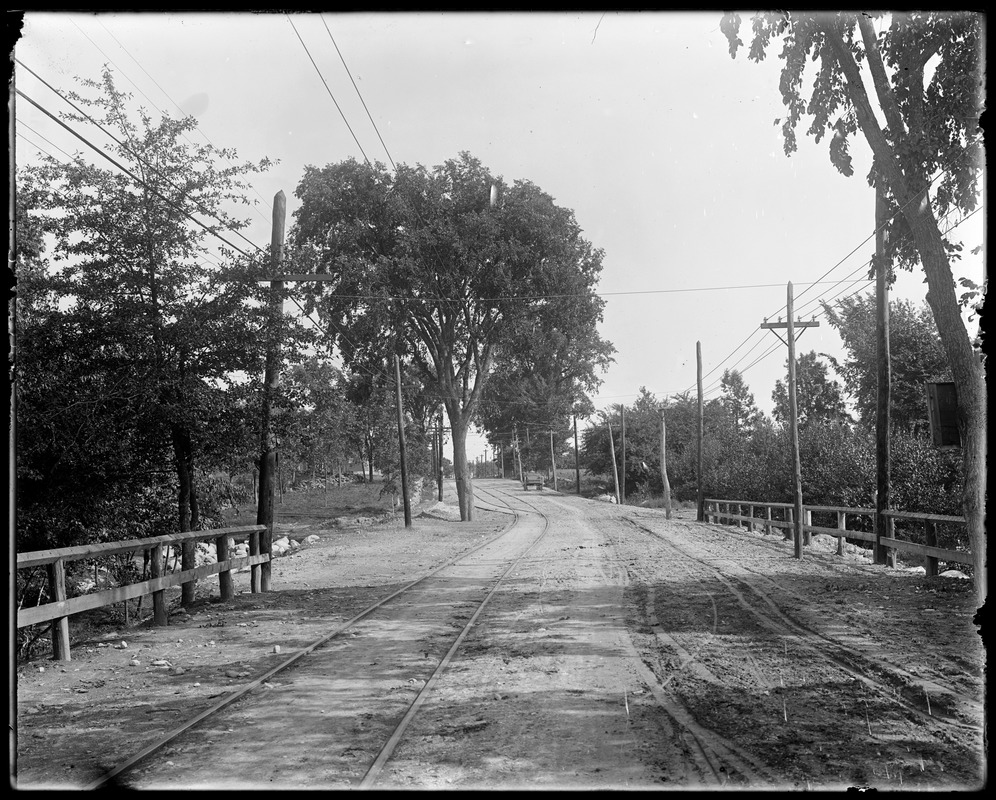 Elm tree on east side of fordway bridge before cutting - Digital ...