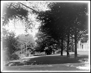 Frederic S. Clark row of pines, south of house
