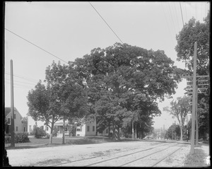 Washington oak, Billerica Center