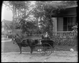 Grace Helen Talbot in pony cart with dog in seat, front of house