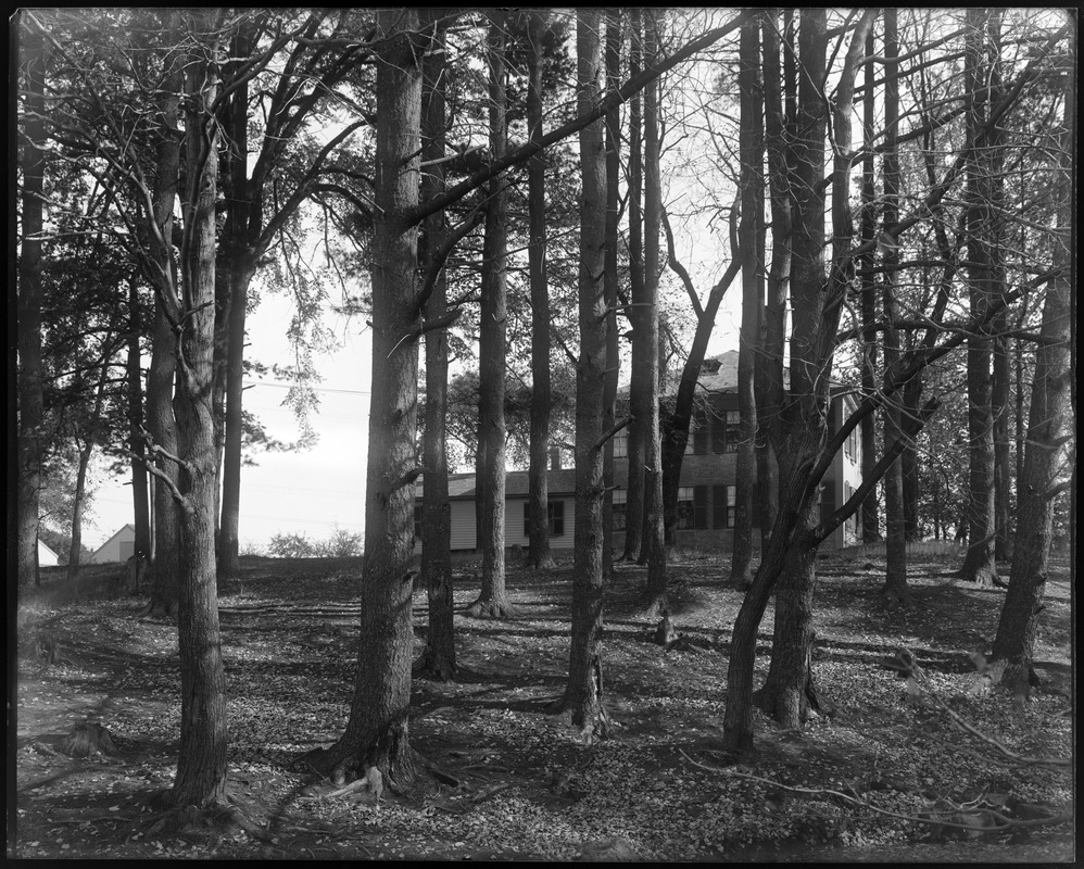Pine grove near Rogers house Digital Commonwealth