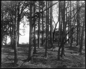 Pine grove near Rogers house