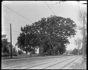 Washington oak, Billerica