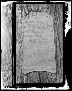 Washington oak tablet