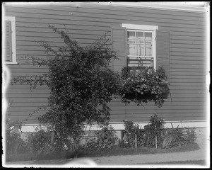 #32 Talbot Avenue, Jos. Brown, window box on side of house, 1st window boxes