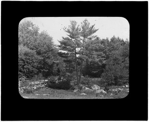 Pine tree growing in rock, No. Billerica