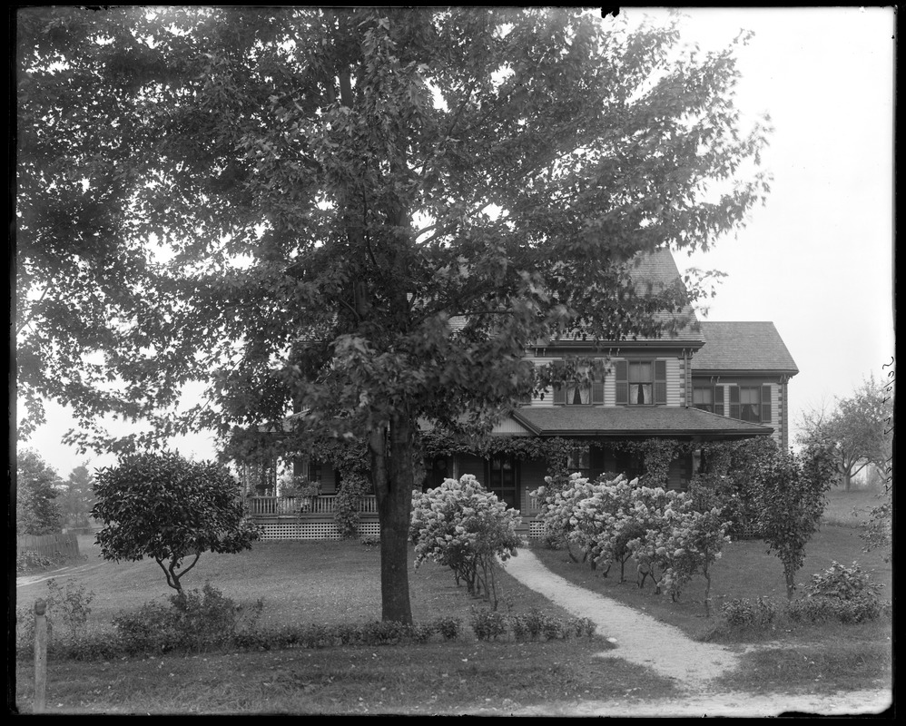 Mrs. A. Wilson's, showing hydrangea hedge