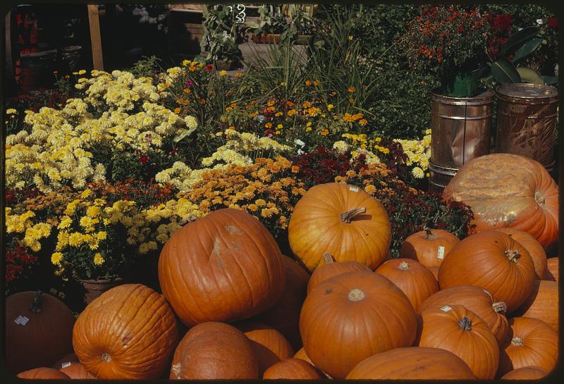 Pumpkins and flowers - Digital Commonwealth