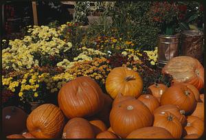 Pumpkins and flowers