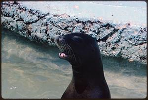 Sea lion in water, San Francisco Zoo